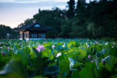 ​周敦颐：君子，出淤泥而不染，濯清涟而不妖