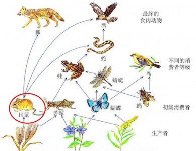 ​蝙蝠是怎么来的（蝙蝠是怎么来的呢家里怎么会有蝙蝠呢）