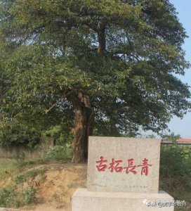 ​柘的读音(“柘”怎么读？)