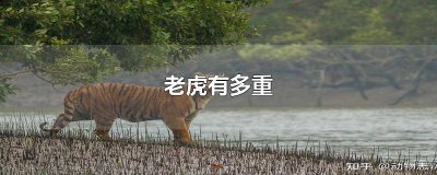 ​最重老虎有多重 刚出生的老虎有多重