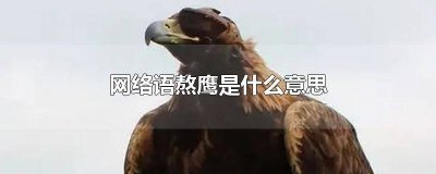 ​人说自己熬鹰怎么回答 为什么叫熬鹰
