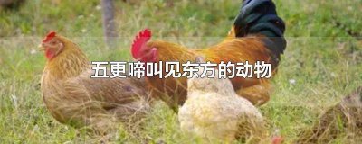 ​四更起床五更啼的动物 五更啼叫传四方的生肖