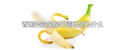 ​香蕉变透明了 香蕉里面变成透明的软的能吃吗