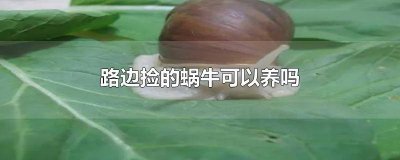 ​路边捡的蜗牛可以养吗有毒吗 路边捡的蜗牛可以养吗