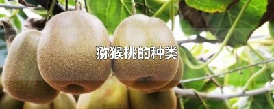​猕猴桃的特性和营养价值有哪些 营养价值猕猴桃的营养价值