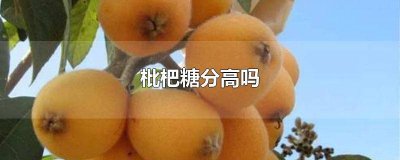 ​枇杷糖分高吗?血糖高能吃吗视频 枇杷糖分高吗?血糖高能吃吗百度