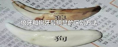 ​狼牙与狗牙区别 怎样区别狼牙和狗牙