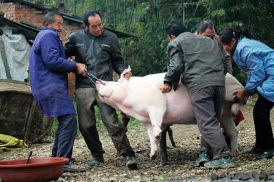 ​中国人过年为什么一定要杀猪呢?