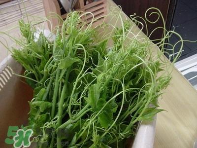 龙须菜是什么菜？龙须菜怎么吃？