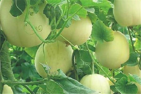 香瓜可以和豆奶一起吃吗 香瓜怎么吃