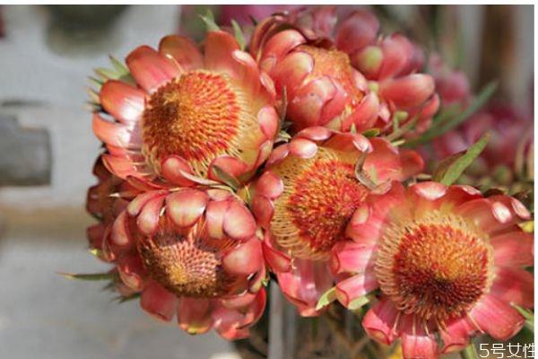 帝王花的花语是什么呢 帝王花的种植有什么注意的呢