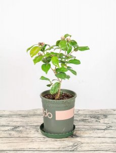 ​茶花压条多久生根，空中压条繁殖技术