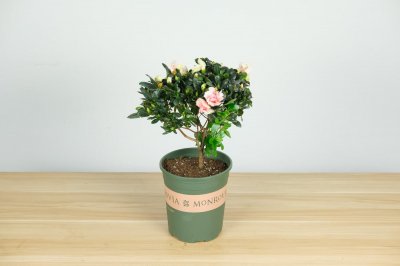 ​林芝适合养什么花，市花和市树是什么