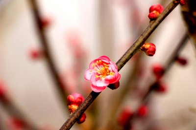​如何使梅花在元旦开花