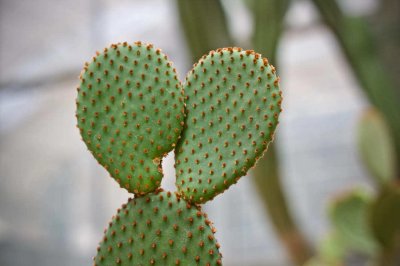 ​沙漠常见四种植物