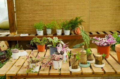 ​松红梅的养殖方法和注意事项