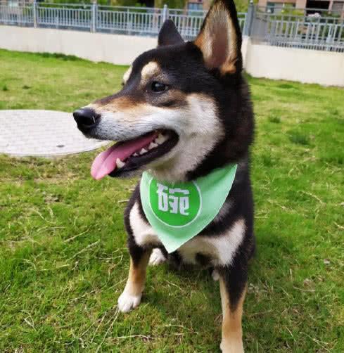 翻版的锅碗瓢盆，同为柴犬为何它却如此优秀，网友：一起偷狗吗？