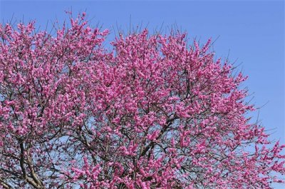 ​桃花品种大全