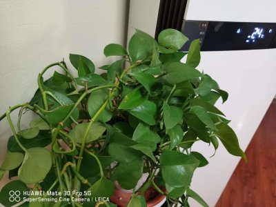 ​晚秋绿萝剪了还能长吗 剪了还能活吗