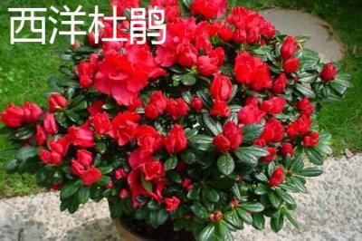 ​西洋杜鹃和杜鹃的区别