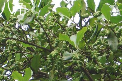 ​八角和茴香的区别