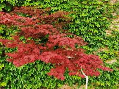 ​红枫树种植方法