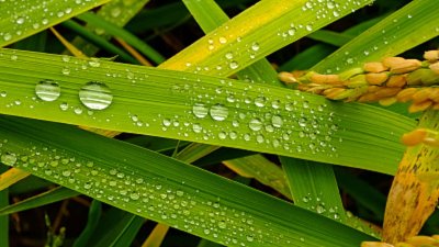 ​五谷是什么，稻黍稷麦豆分别指什么