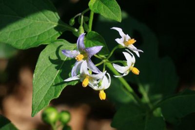 ​田间地头不起眼的野菜，居然还有那么好的功效，我们叫它白花菜