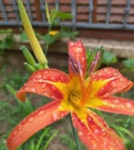 ​你知道忘忧草其实是黄花菜吗？