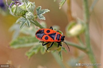 ​中国探索用臭虫对抗秋行军虫