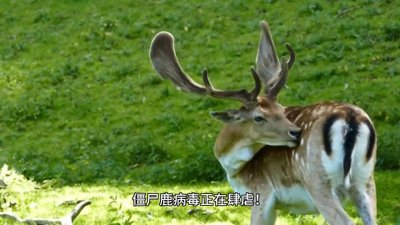 ​今早刷到昨天上热搜的僵尸鹿病毒在美国惊现 虽然到目前为止