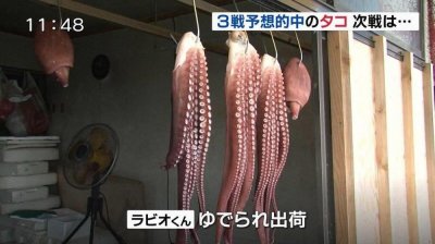 ​日本章鱼哥被煮了！曾预测对日本小组赛三场结果
