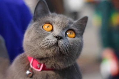 ​英短猫的正常体重是多少？看看你家猫达标了没有？