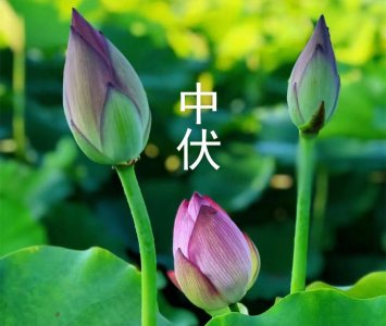 ​7月21日中伏：夏有三伏，热在中伏