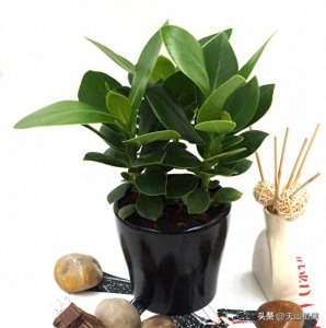 ​办公室绿植怎样设计与摆放