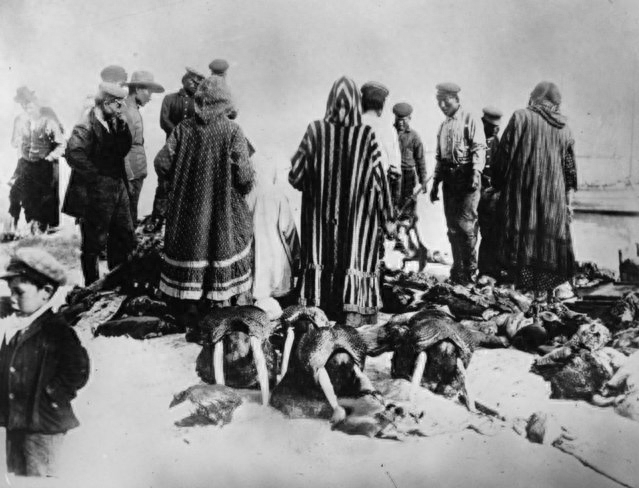 一组爱斯基摩人的生活照片——极寒地区的生活