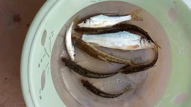 黄河中的“花妞”,常被钓友误认为是“鸽子鱼”,天冷更好钓