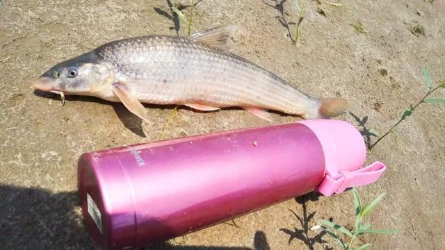 黄河中的“花妞”,常被钓友误认为是“鸽子鱼”,天冷更好钓