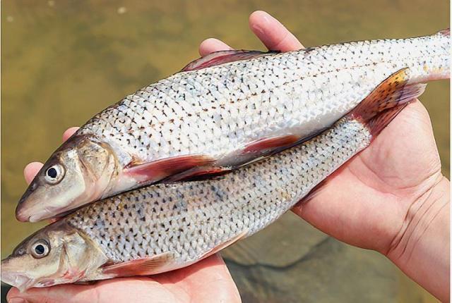 黄河中的“花妞”,常被钓友误认为是“鸽子鱼”,天冷更好钓