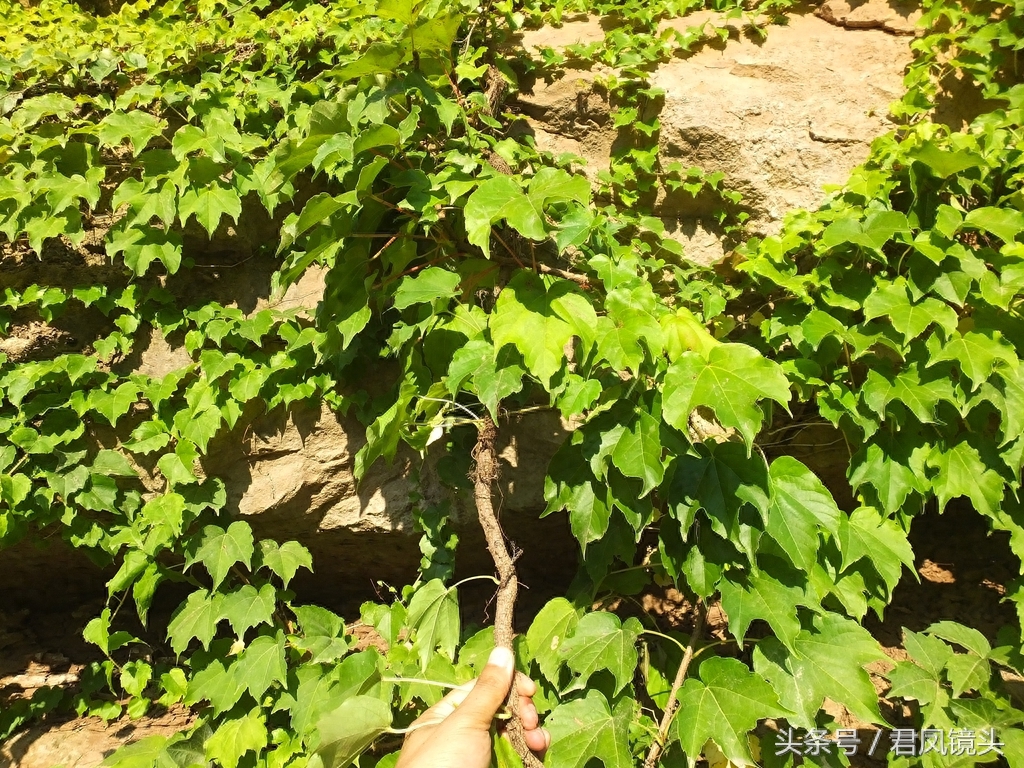 爬山虎爬满乡村路边绝壁,壮观养眼!小学课文《爬山虎的脚》是哪位作家写的?