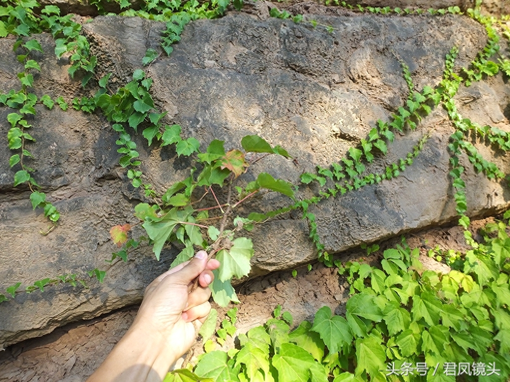 爬山虎爬满乡村路边绝壁,壮观养眼!小学课文《爬山虎的脚》是哪位作家写的?