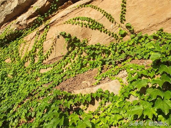 爬山虎爬满乡村路边绝壁,壮观养眼!小学课文《爬山虎的脚》是哪位作家写的?