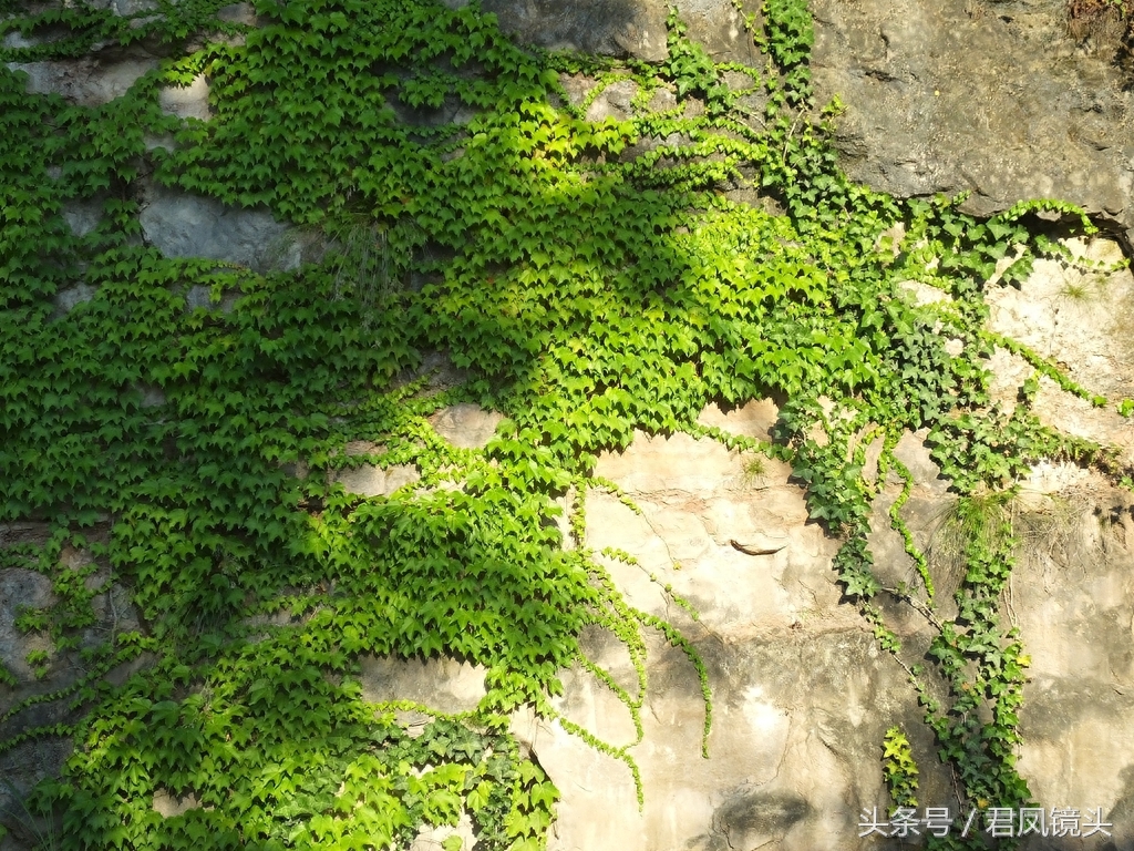 爬山虎爬满乡村路边绝壁,壮观养眼!小学课文《爬山虎的脚》是哪位作家写的?