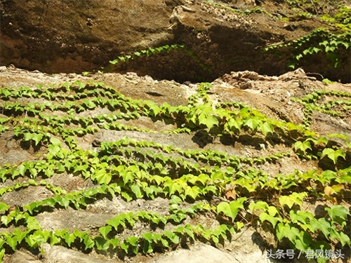 爬山虎爬满乡村路边绝壁,壮观养眼!小学课文《爬山虎的脚》是哪位作家写的?