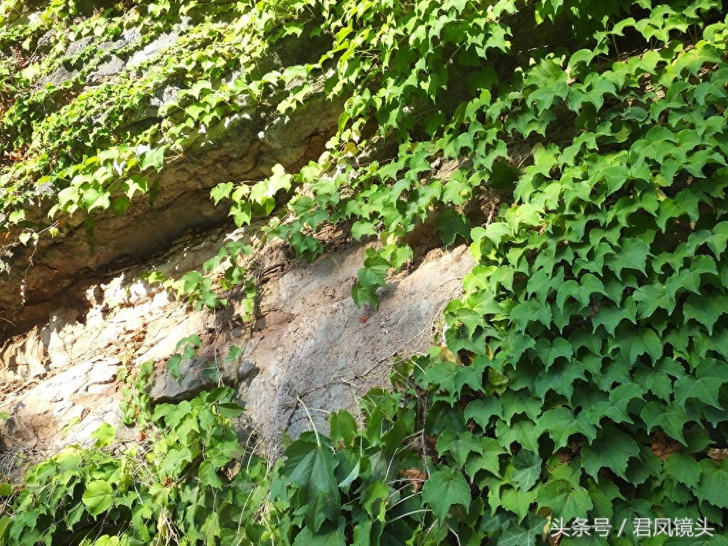 爬山虎爬满乡村路边绝壁,壮观养眼!小学课文《爬山虎的脚》是哪位作家写的?