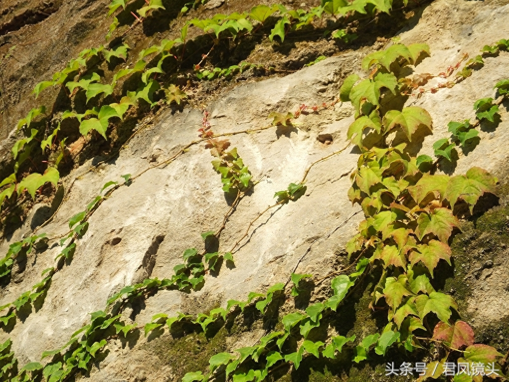 爬山虎爬满乡村路边绝壁,壮观养眼!小学课文《爬山虎的脚》是哪位作家写的?