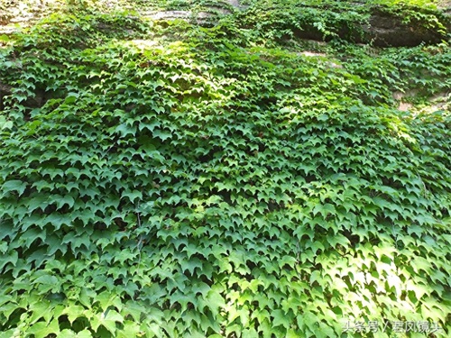 爬山虎爬满乡村路边绝壁,壮观养眼!小学课文《爬山虎的脚》是哪位作家写的?