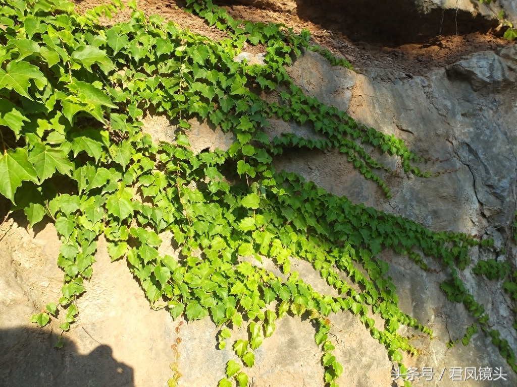 爬山虎爬满乡村路边绝壁,壮观养眼!小学课文《爬山虎的脚》是哪位作家写的?
