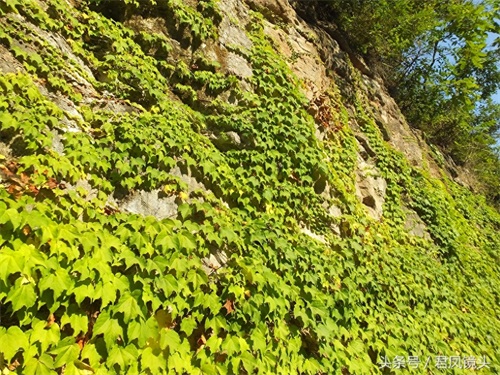 爬山虎爬满乡村路边绝壁,壮观养眼!小学课文《爬山虎的脚》是哪位作家写的?