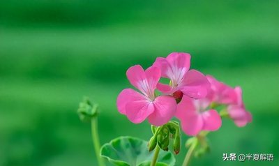 ​偏心婆婆算盘落空：年轻时帮小儿媳带大俩孙，晚年再让大儿媳养老